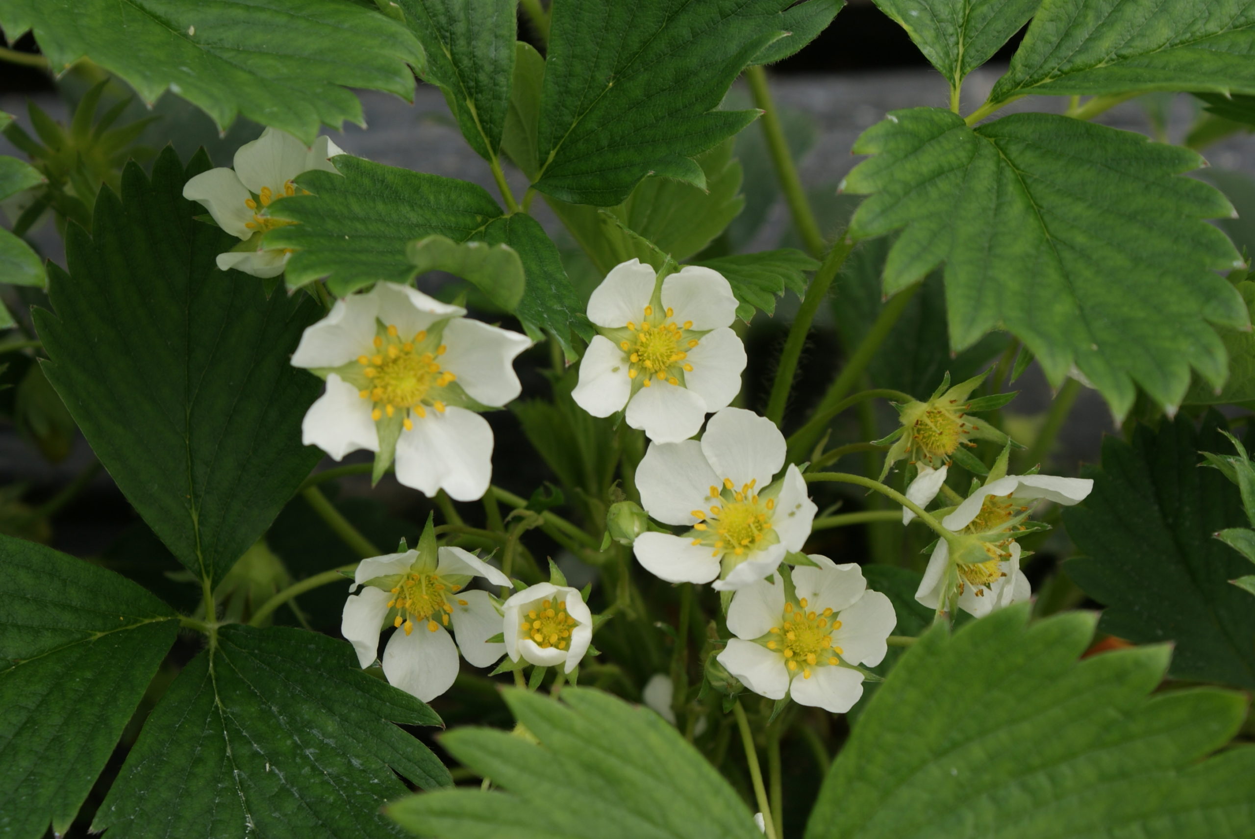 Fleur de fraises fruiterre