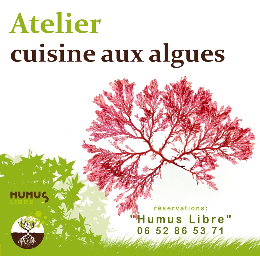 algue rose