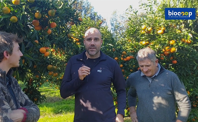 Vitamines de Noël