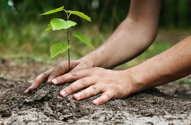 Agroforesterie à Kergaher