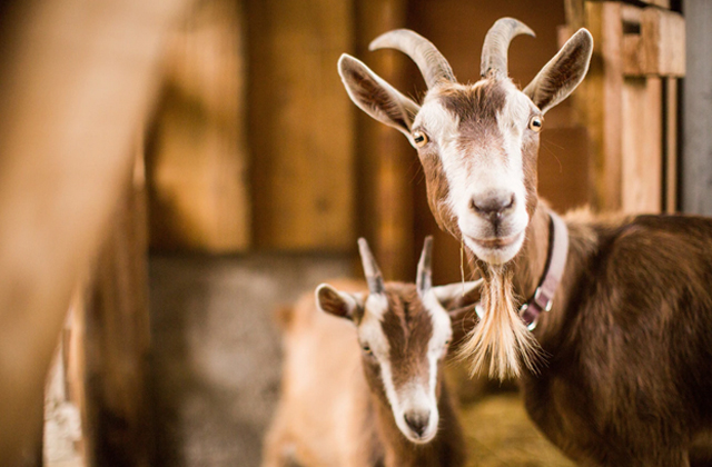 Une chèvre et son chevreau dans une étable