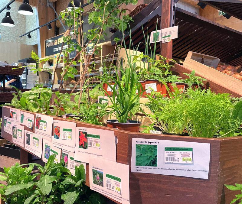 Plantons !