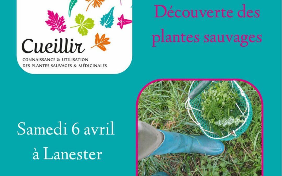 Dégustez les plantes sauvages