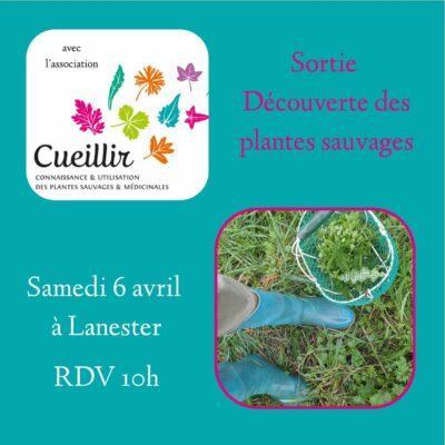 Dégustez les plantes sauvages