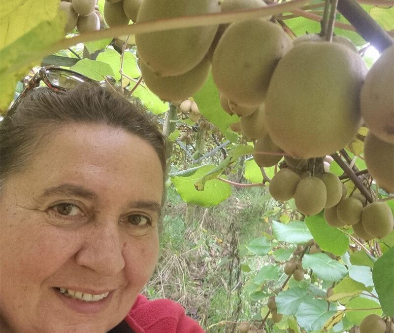 Kiwis locaux