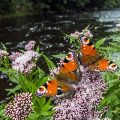Mois de la biodiversité
