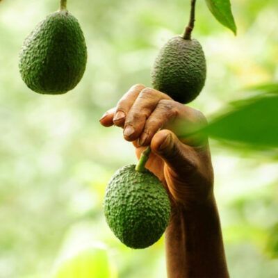 Avocats du Kenya