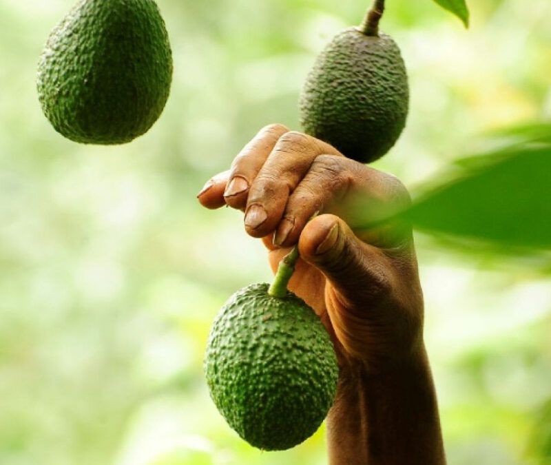 Avocats du Kenya